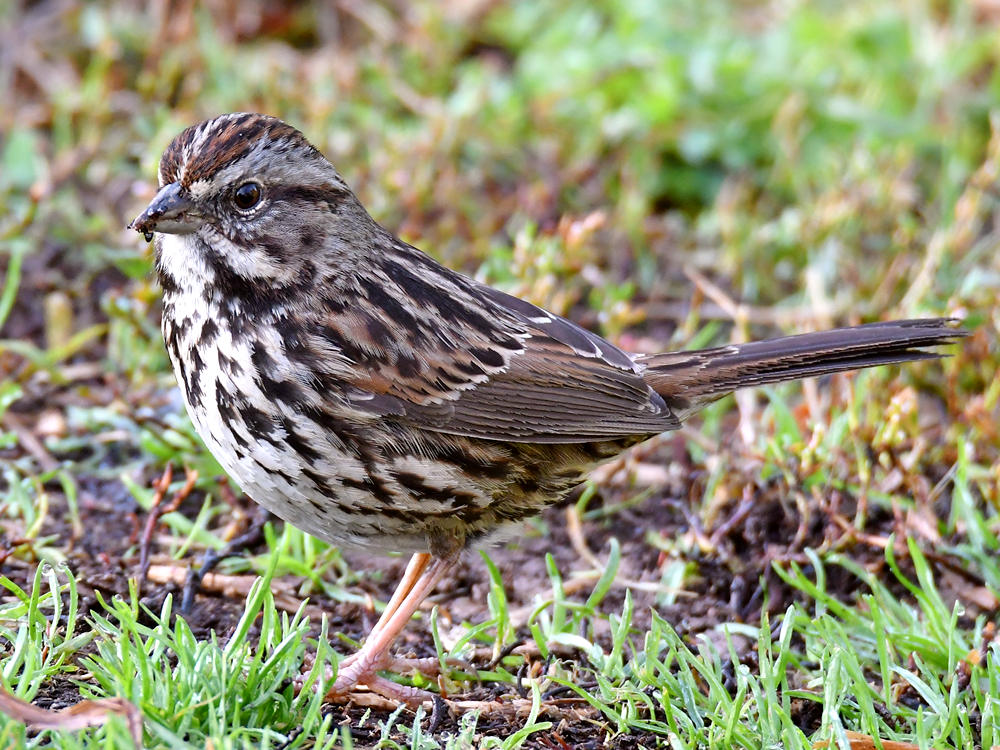 Sparrow2.jpg