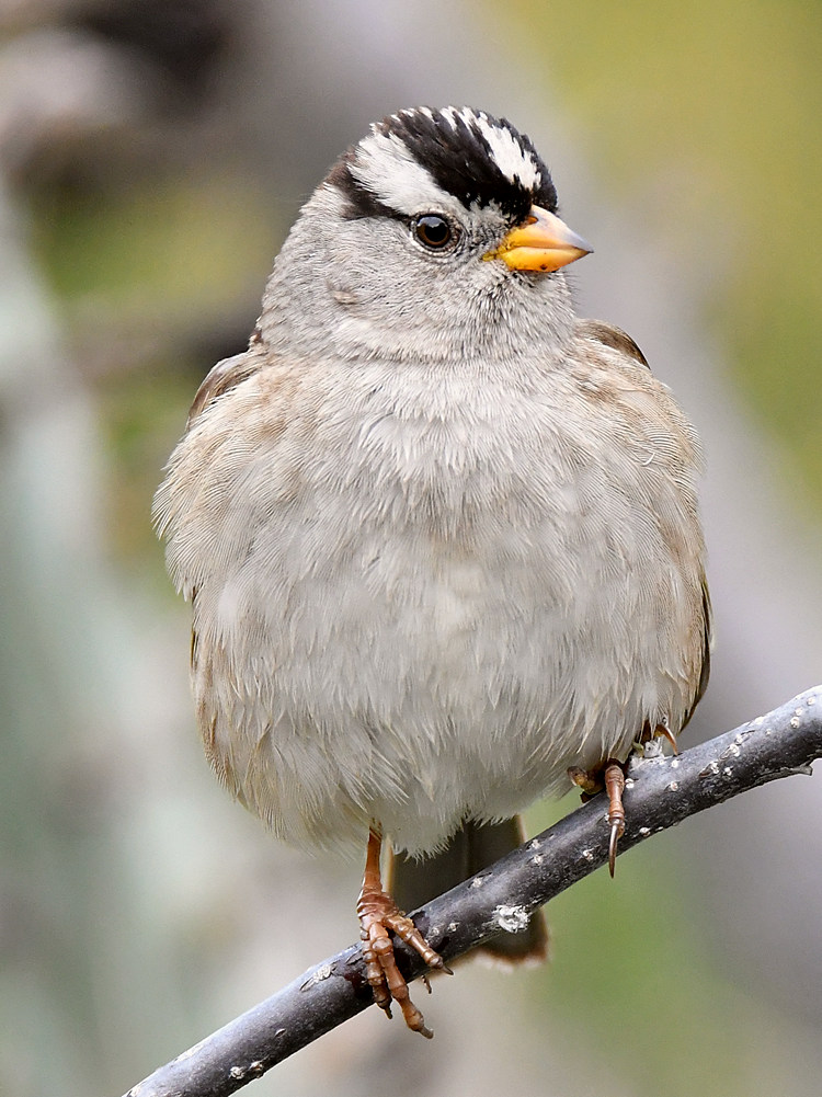 Sparrow2.jpg