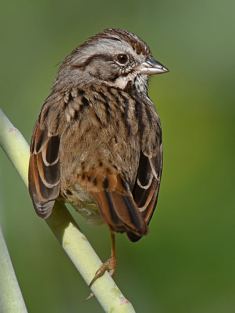 Sparrow2.jpg