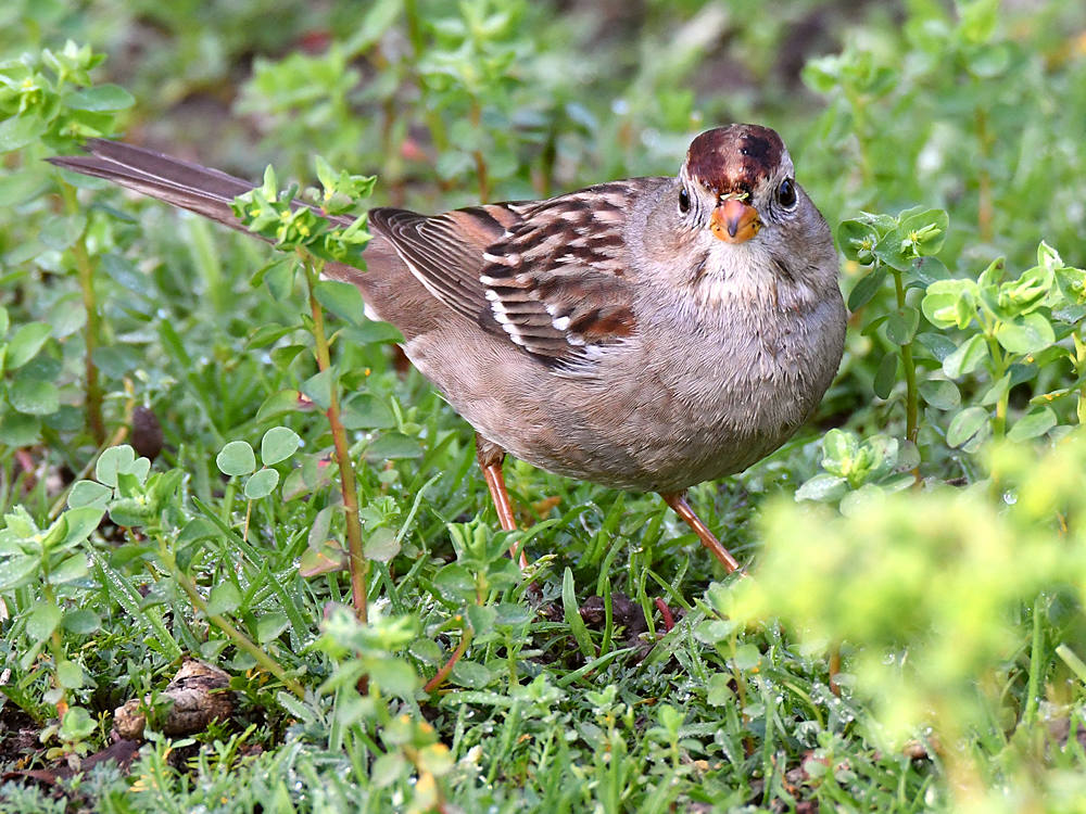 Sparrow2.jpg