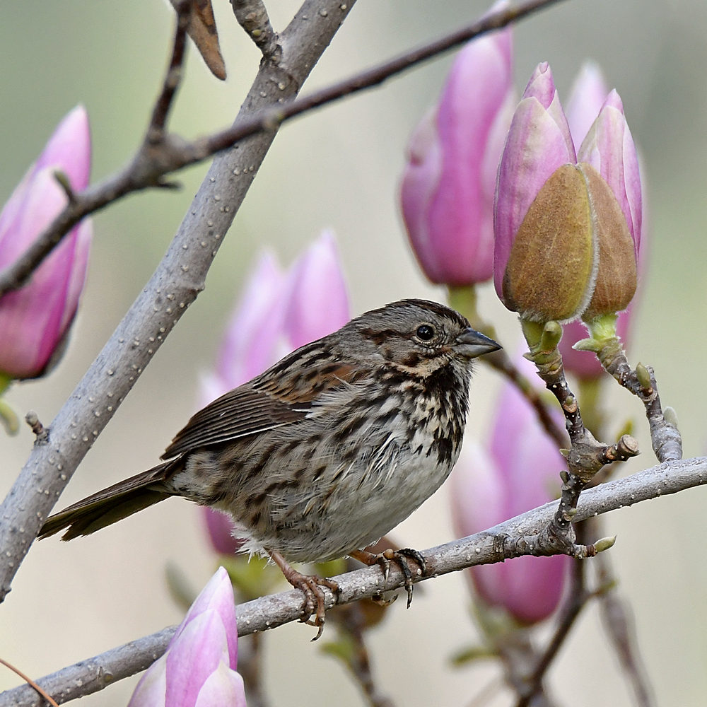 Sparrow2.jpg