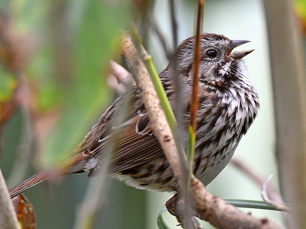 Sparrow2.jpg