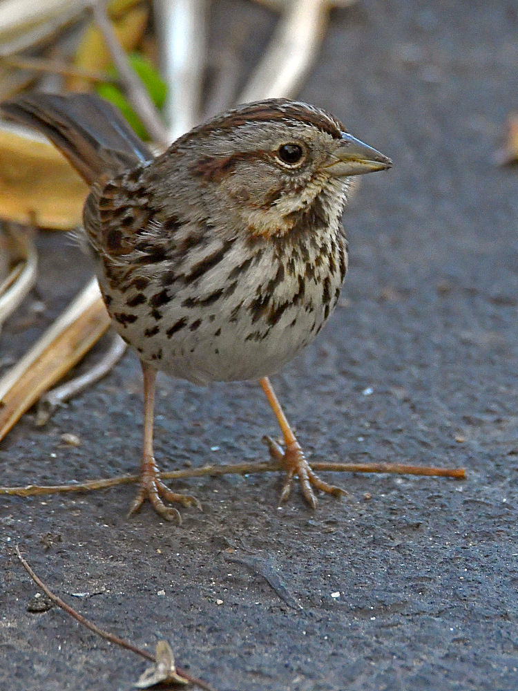 Sparrow2.jpg