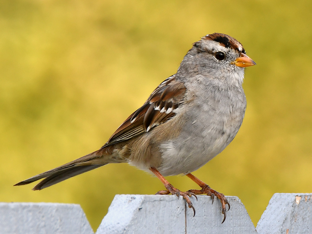 Sparrow2.jpg