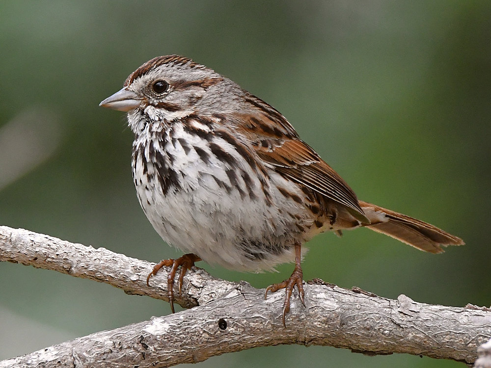 Sparrow2.jpg
