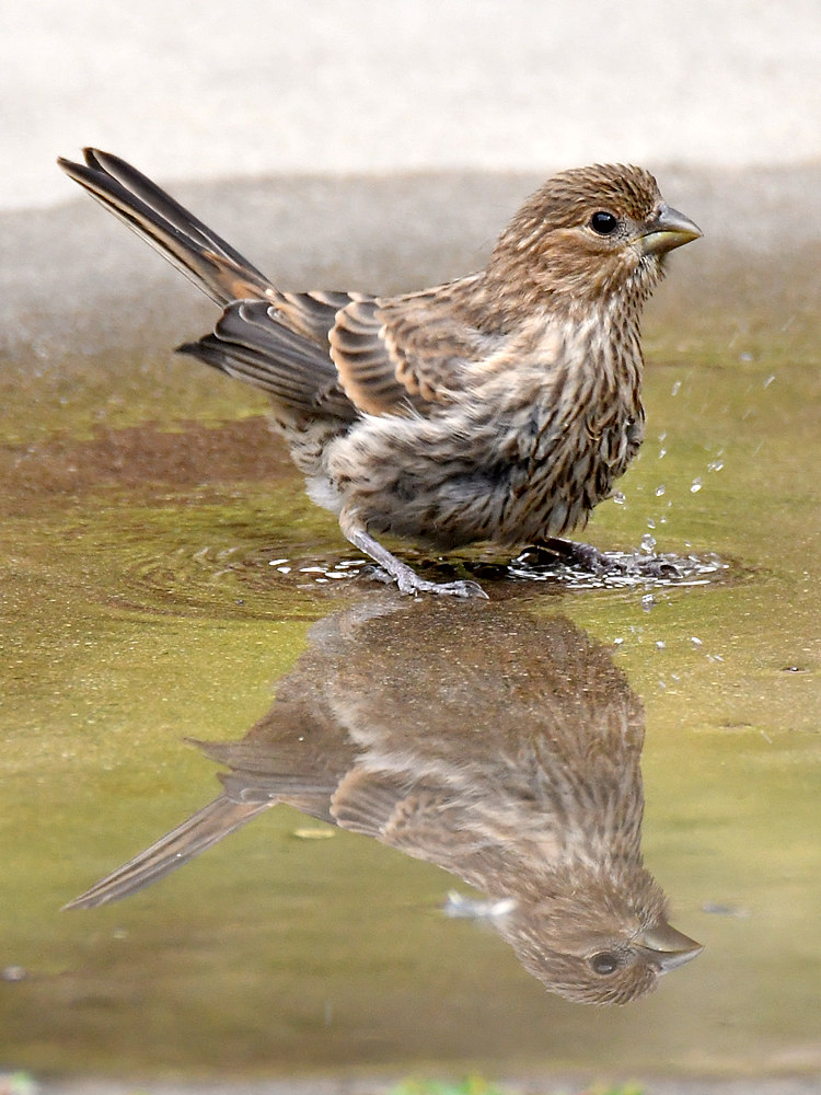 Sparrow2.jpg