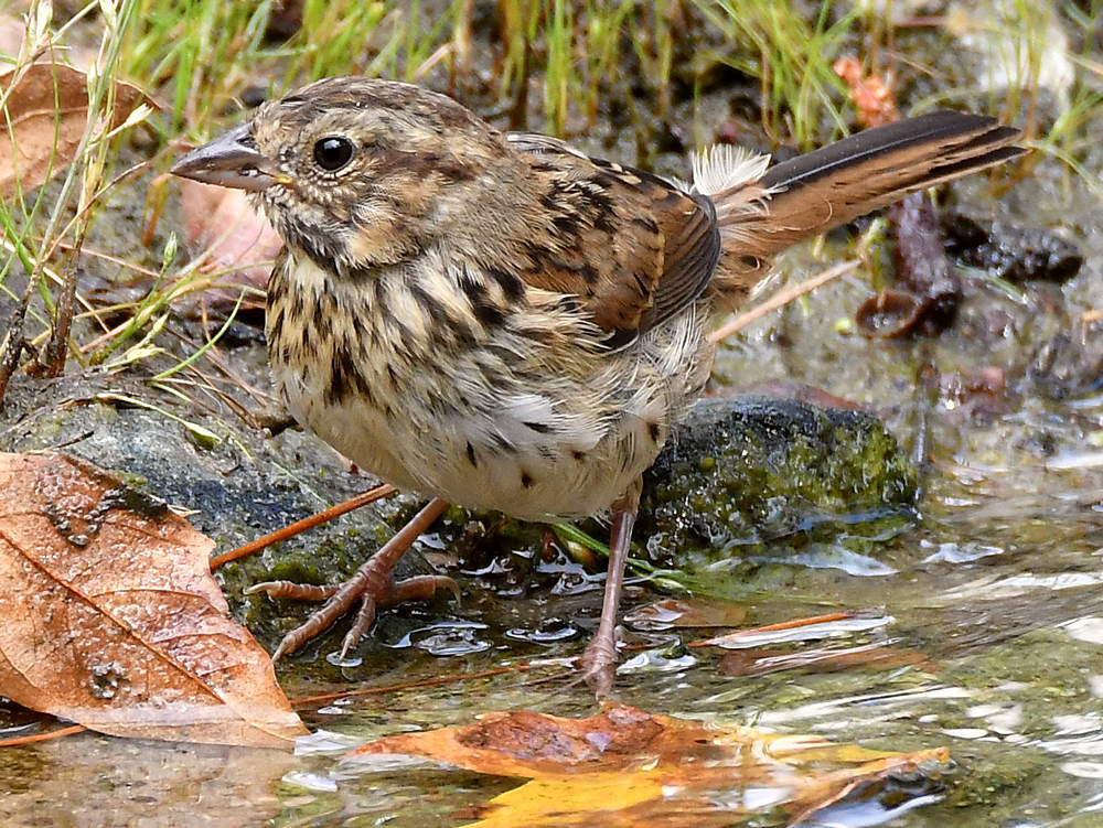 Sparrow2.jpg