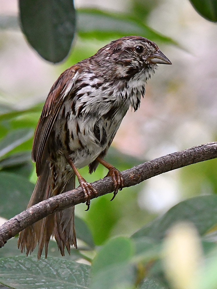 Sparrow2.jpg
