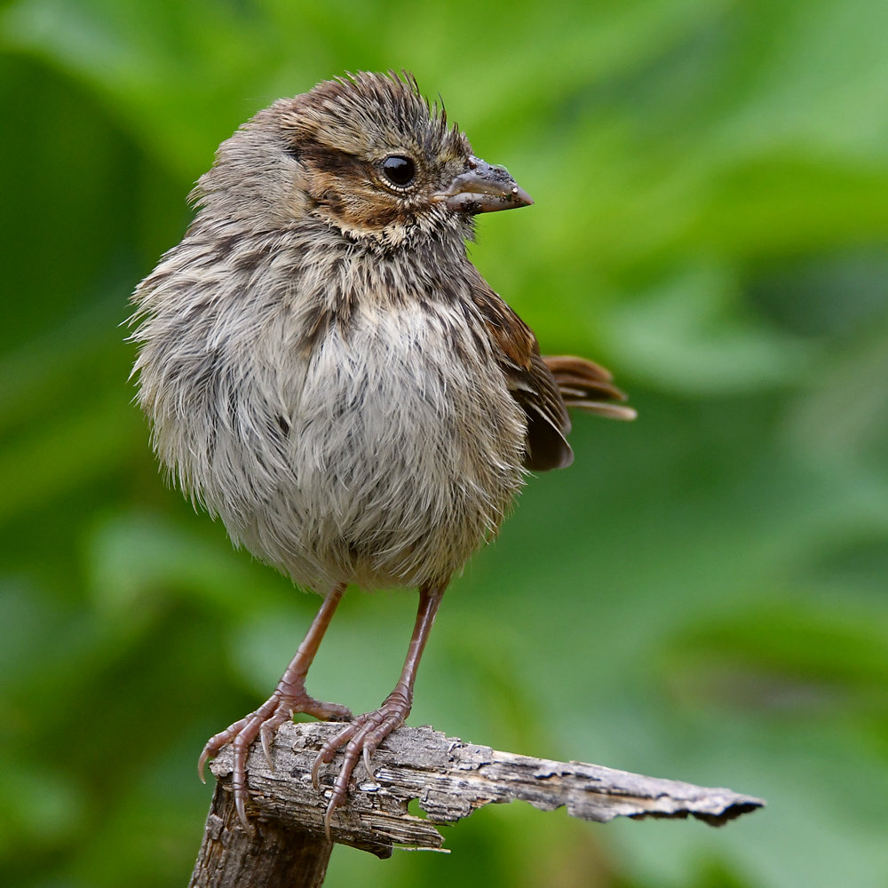 Sparrow2.jpg