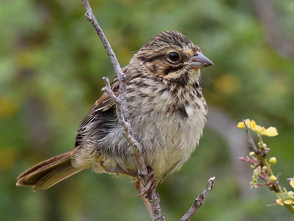 Sparrow2.jpg