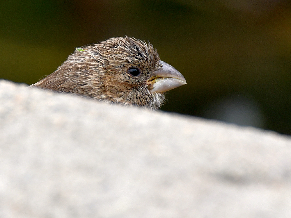 Sparrow2.jpg