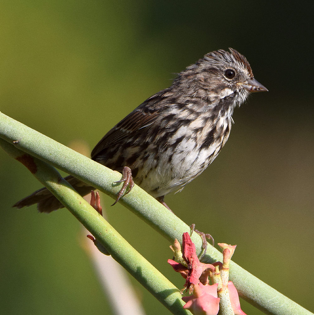 Sparrow2.jpg