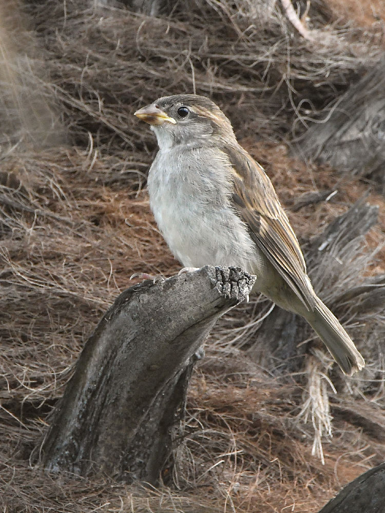 Sparrow2.jpg