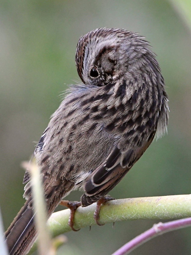 Sparrow2.jpg