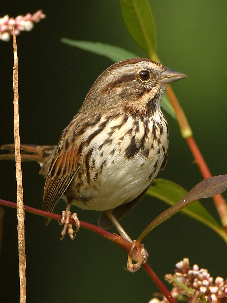 Sparrow2.jpg