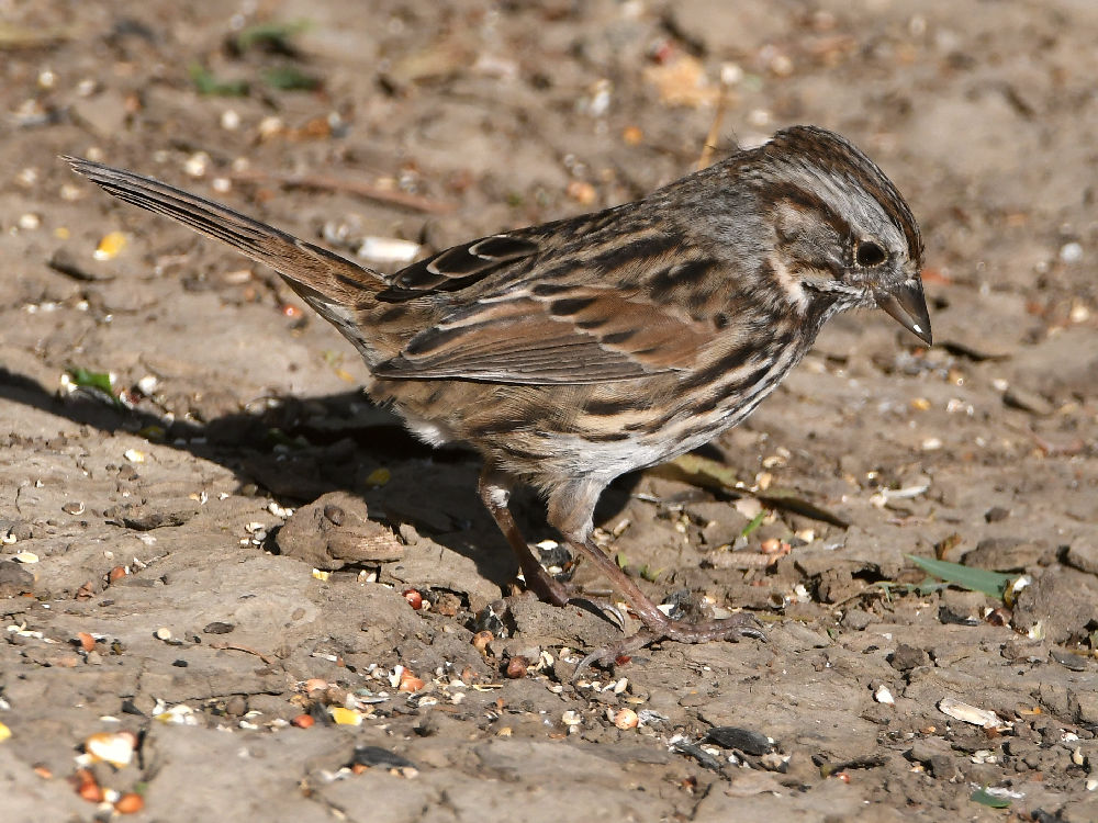 Sparrow2.jpg