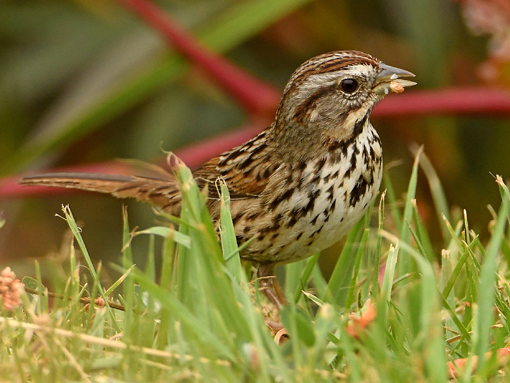 Sparrow2.jpg