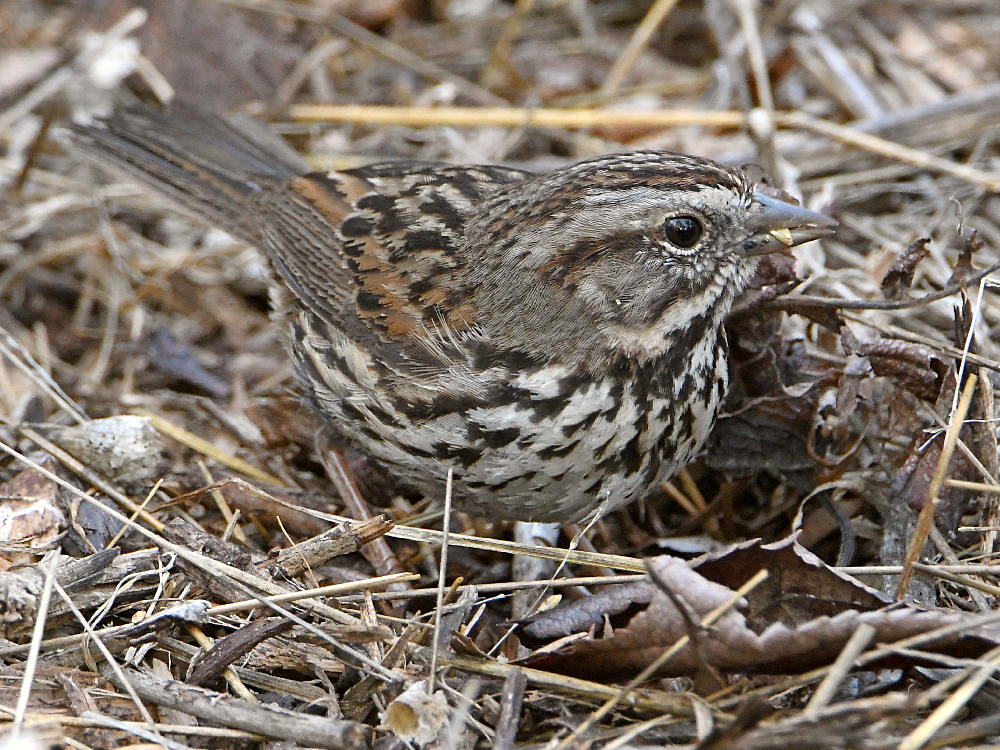 Sparrow2.jpg