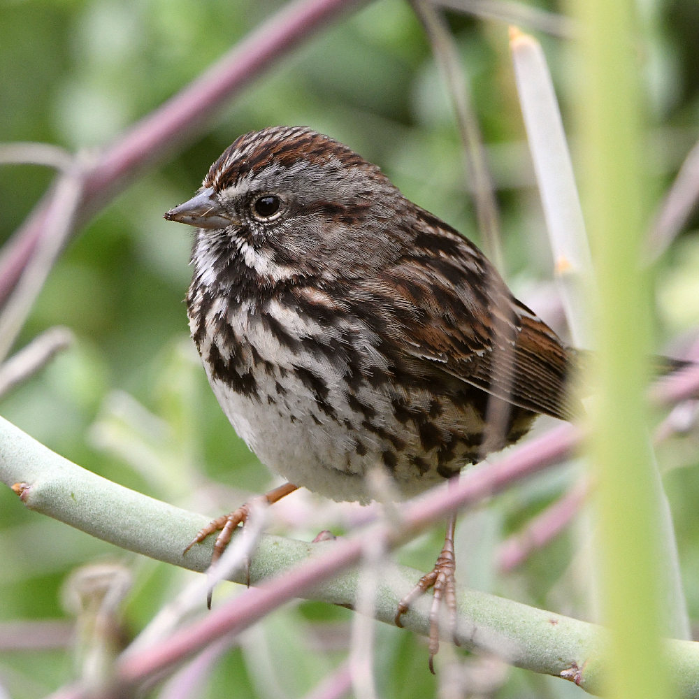 Sparrow2.jpg