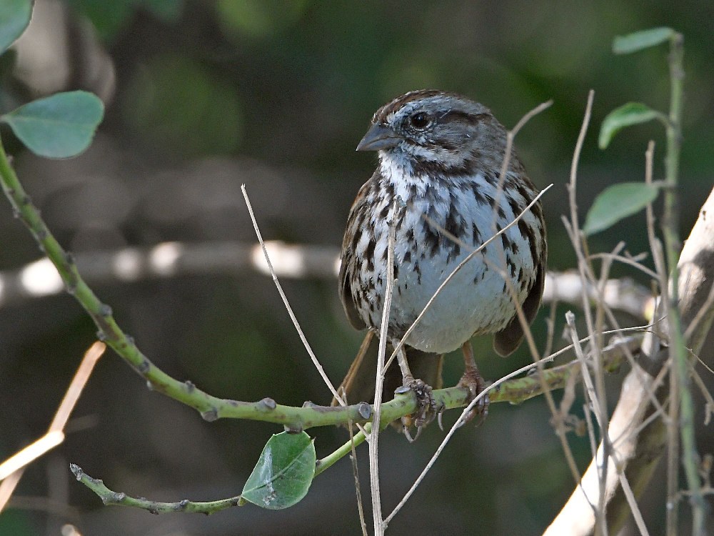 Sparrow2.jpg