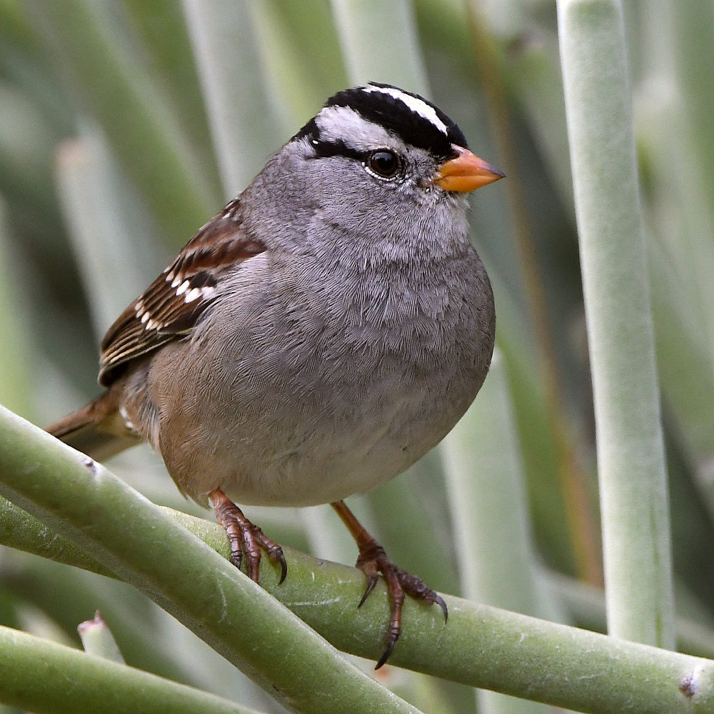 Sparrow2.jpg