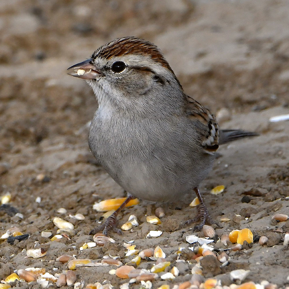 Sparrow2.jpg
