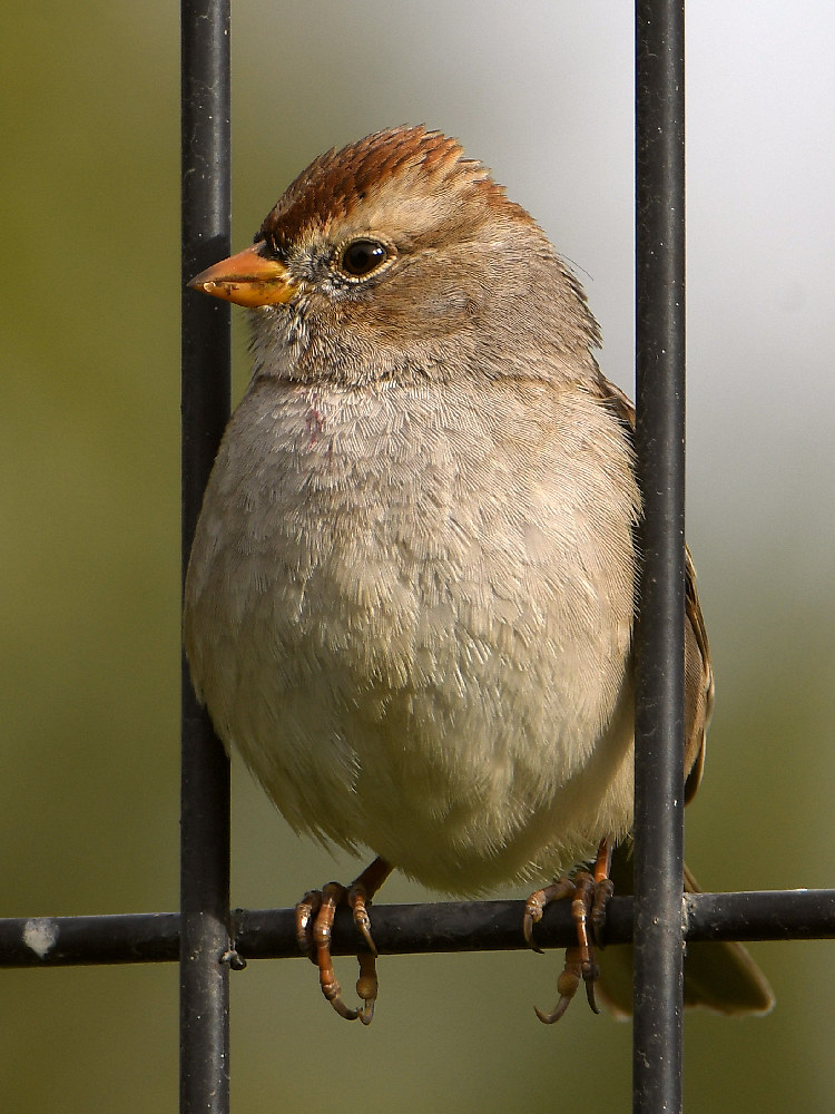 Sparrow2.jpg