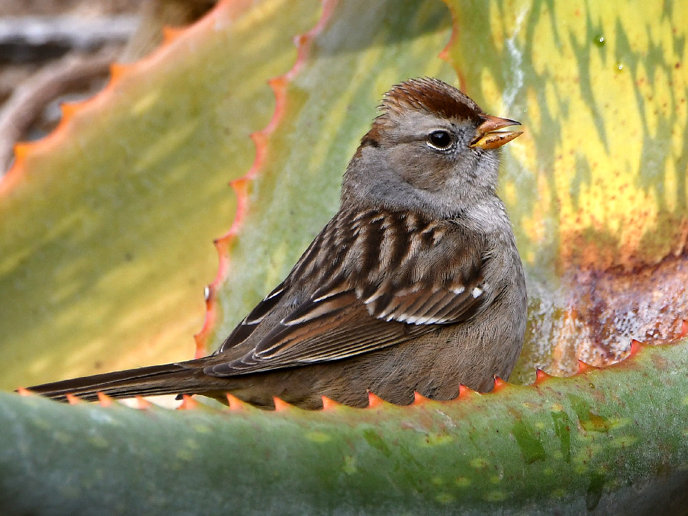 Sparrow2.jpg