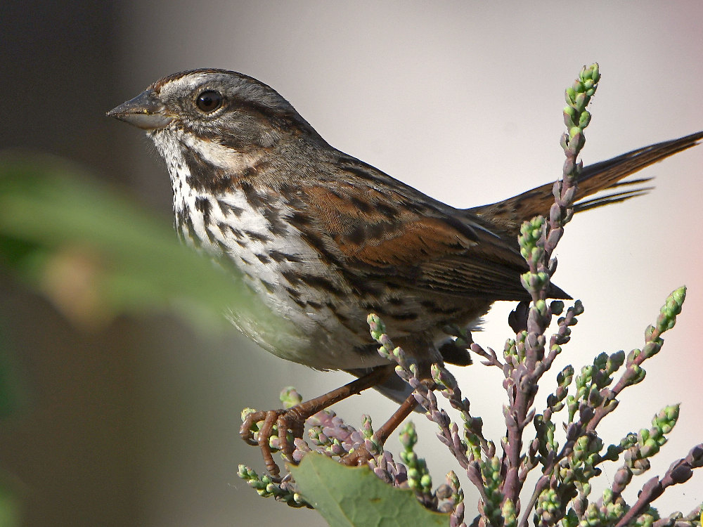 Sparrow2.jpg