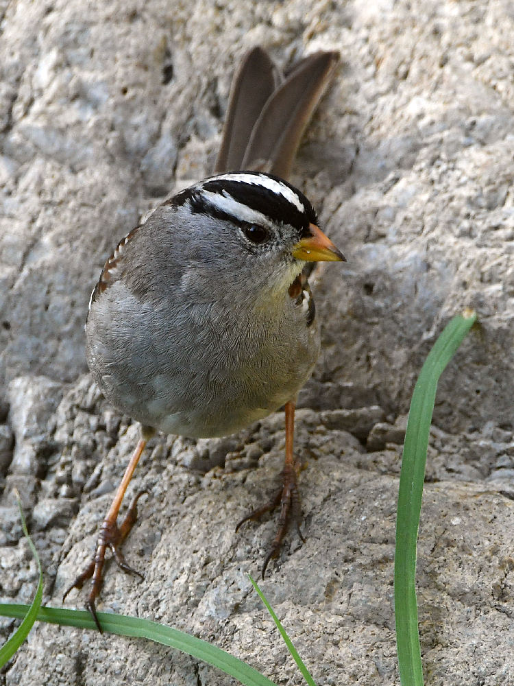 Sparrow2.jpg