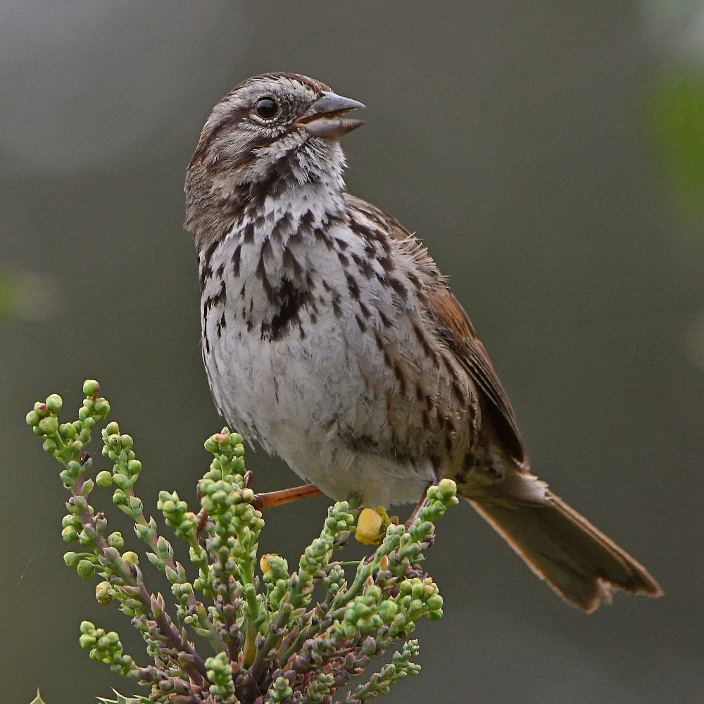 Sparrow2.jpg