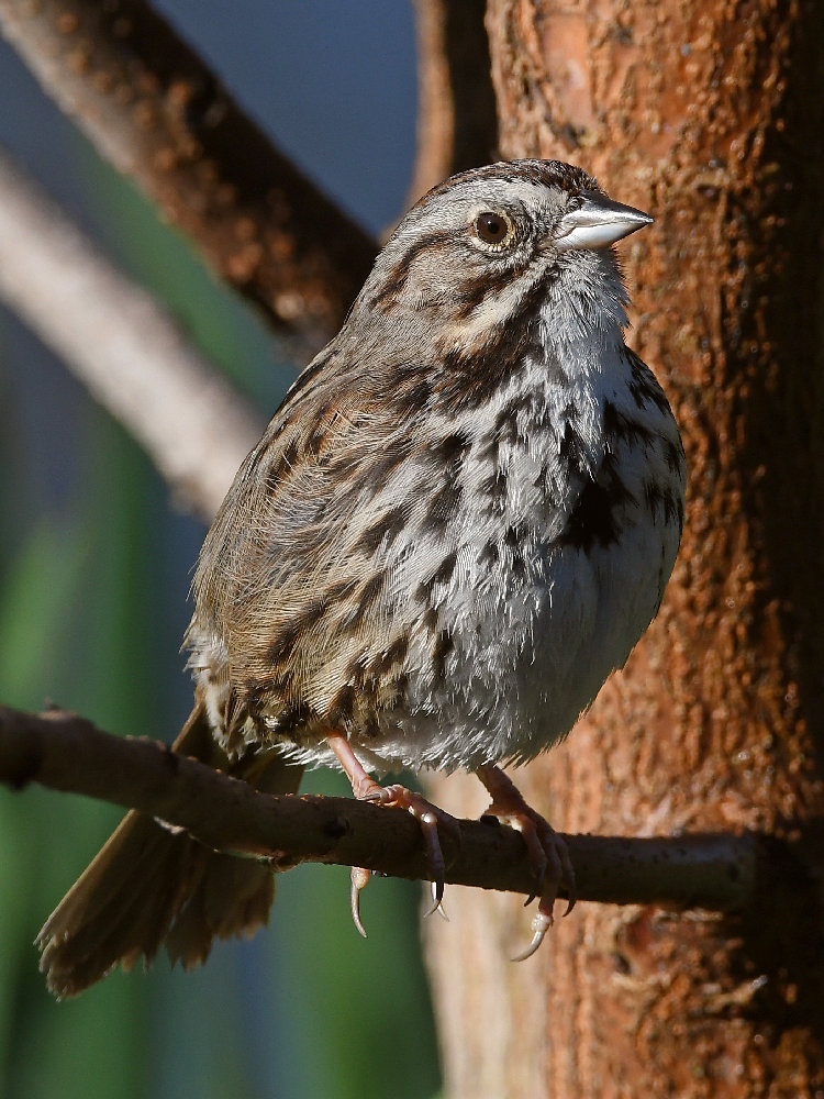 Sparrow2.jpg