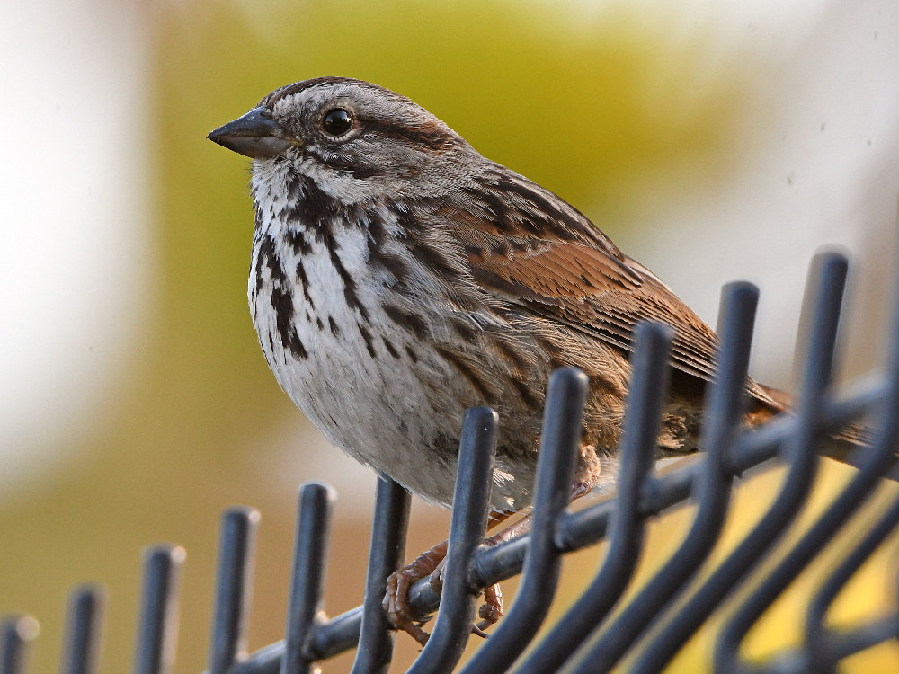 Sparrow2.jpg