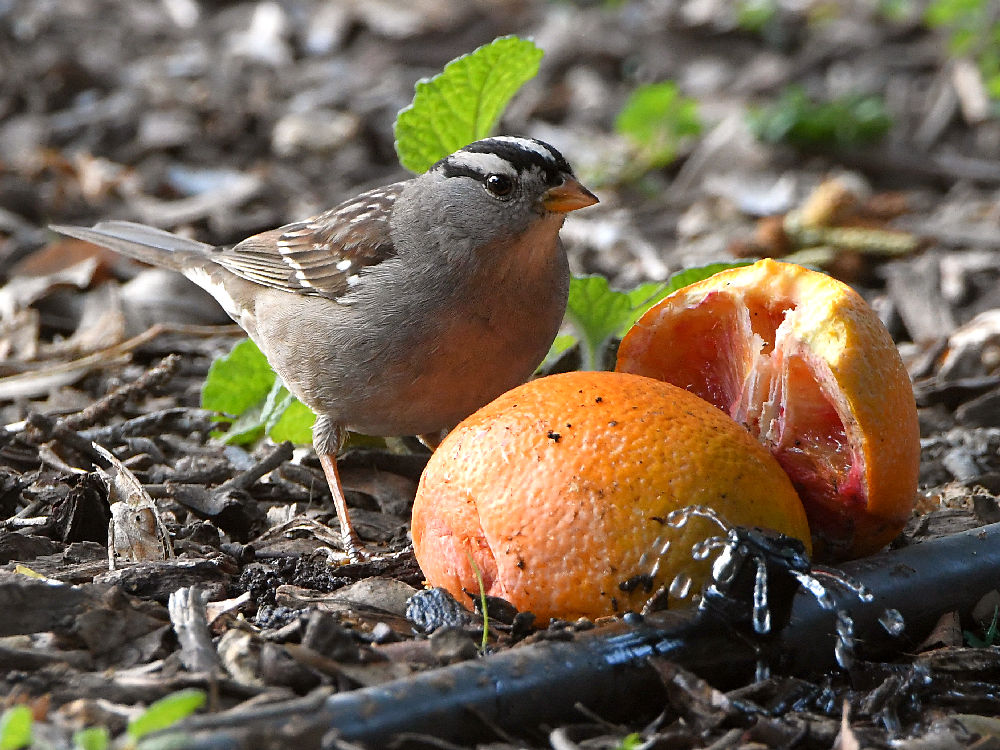 Sparrow2.jpg