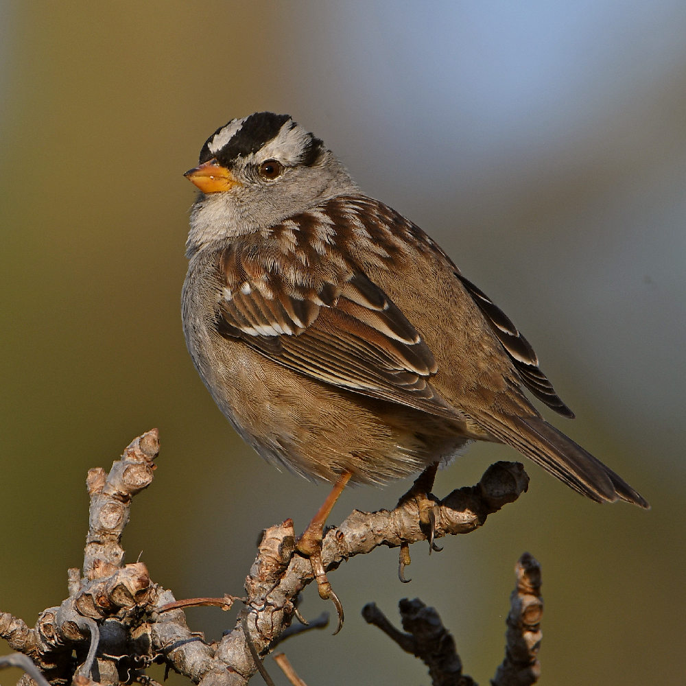 Sparrow2.jpg