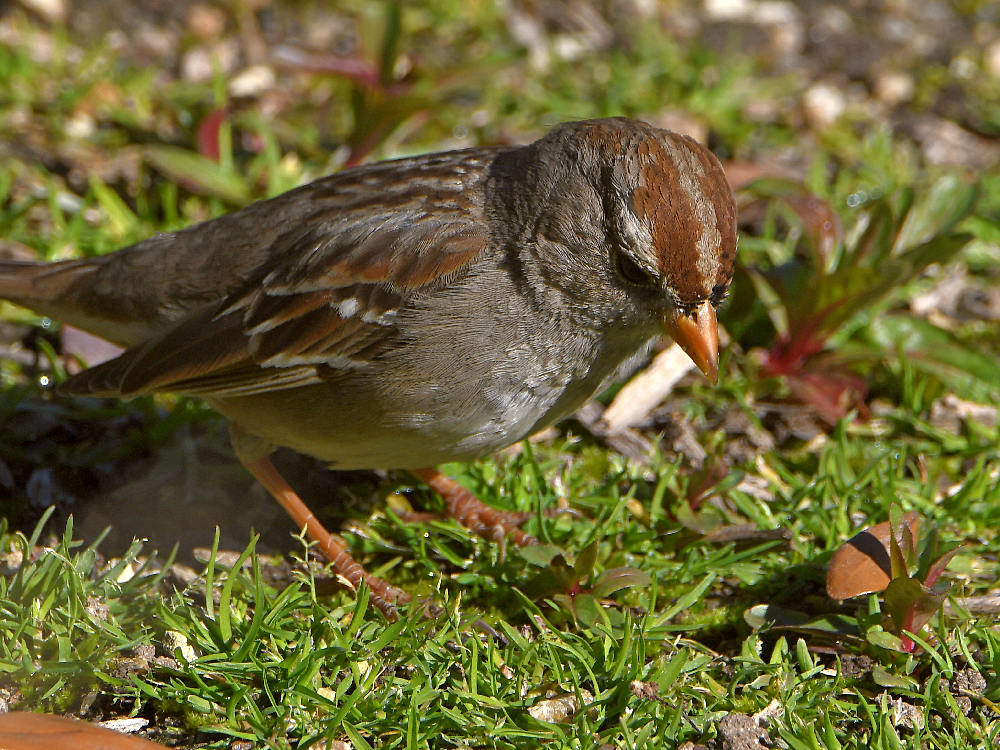Sparrow2.jpg