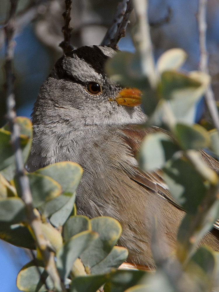 Sparrow2.jpg