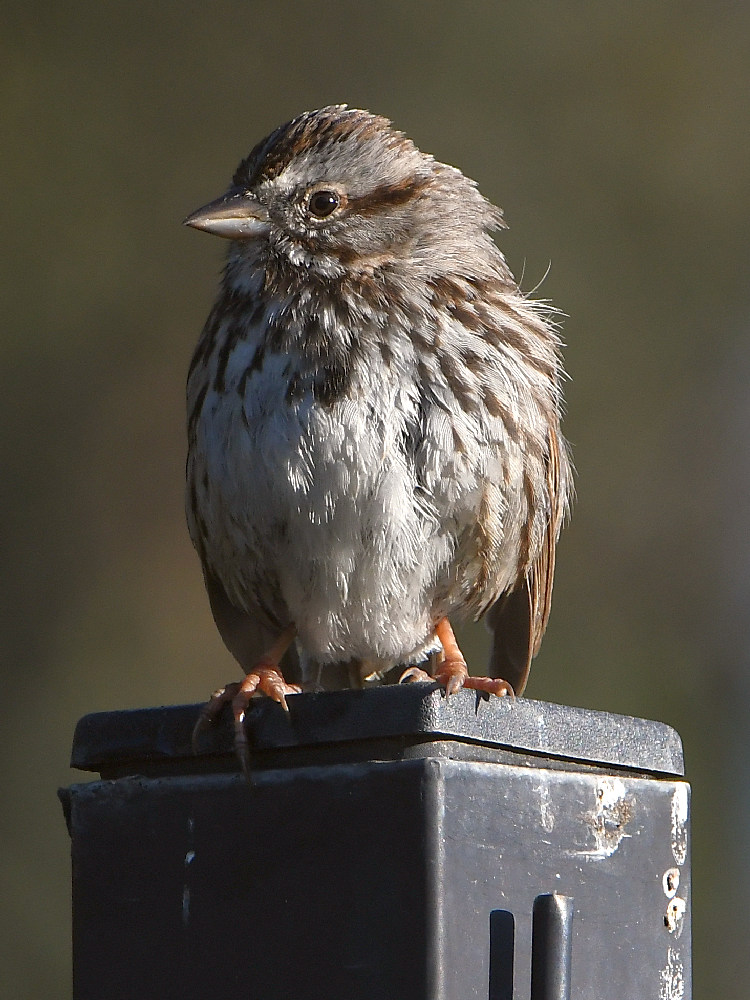 Sparrow2.jpg