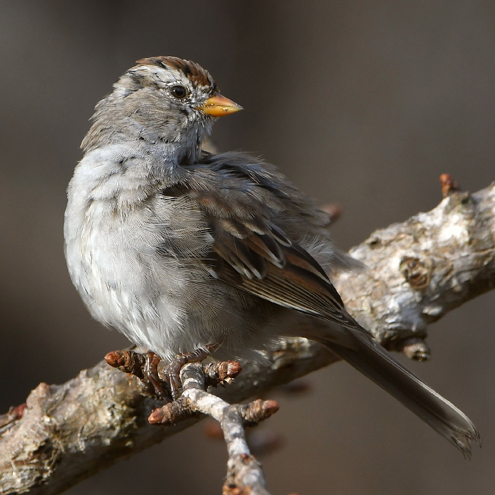 Sparrow2.jpg