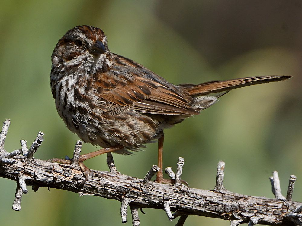 Sparrow2.jpg