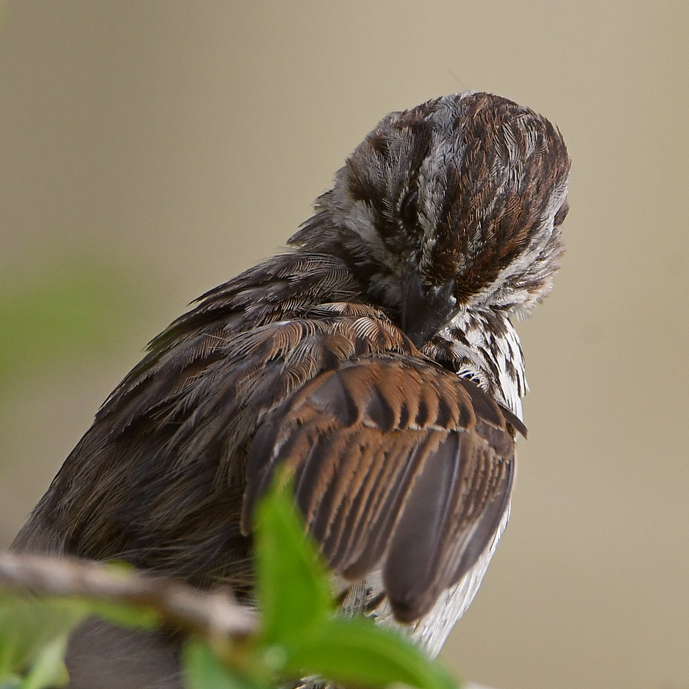 Sparrow2.jpg