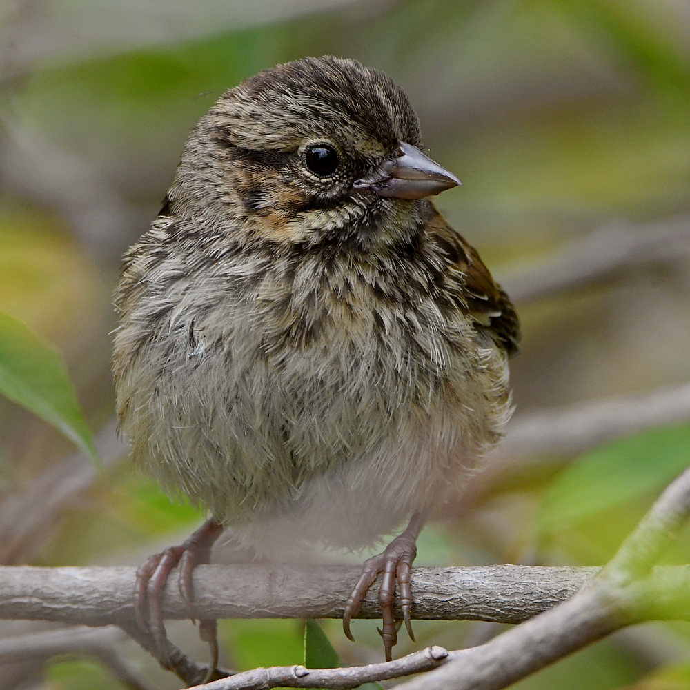 Sparrow2.jpg