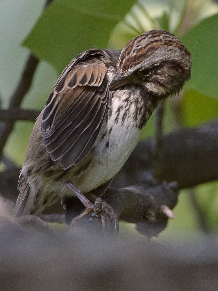 Sparrow2.jpg