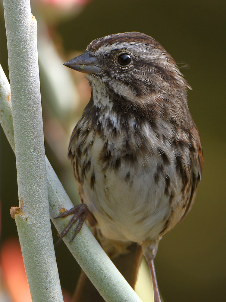 Sparrow2.jpg