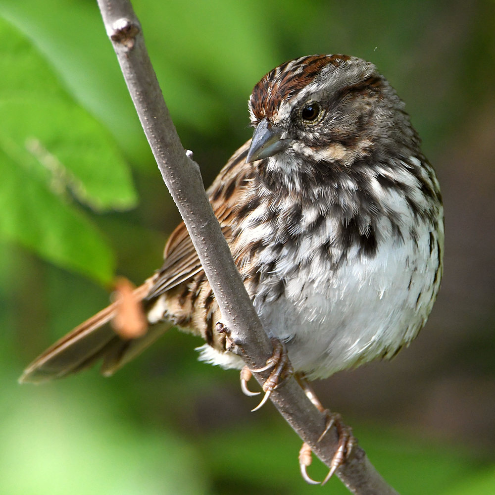 Sparrow2.jpg