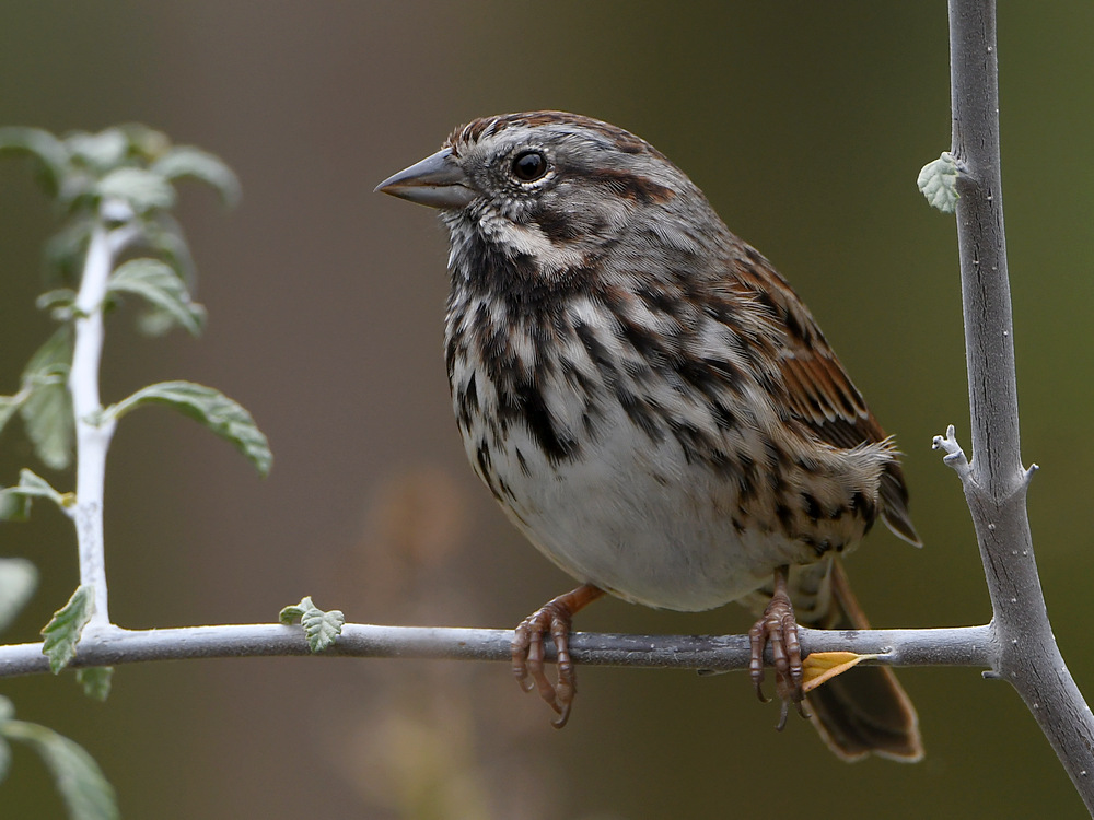 Sparrow2.jpg