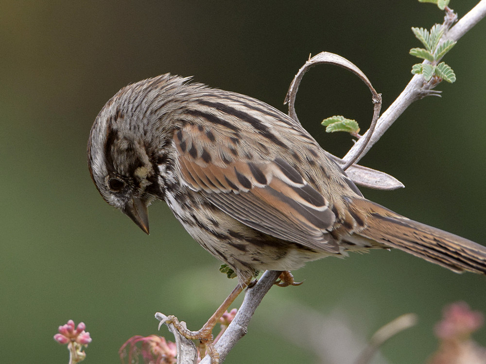 Sparrow2.jpg