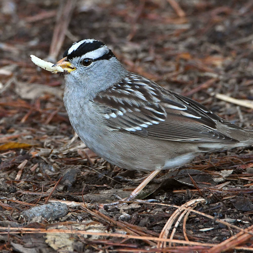 Sparrow2.jpg