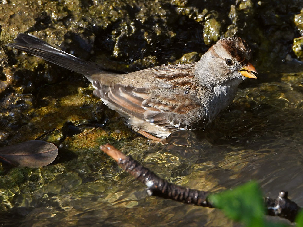 Sparrow2.jpg