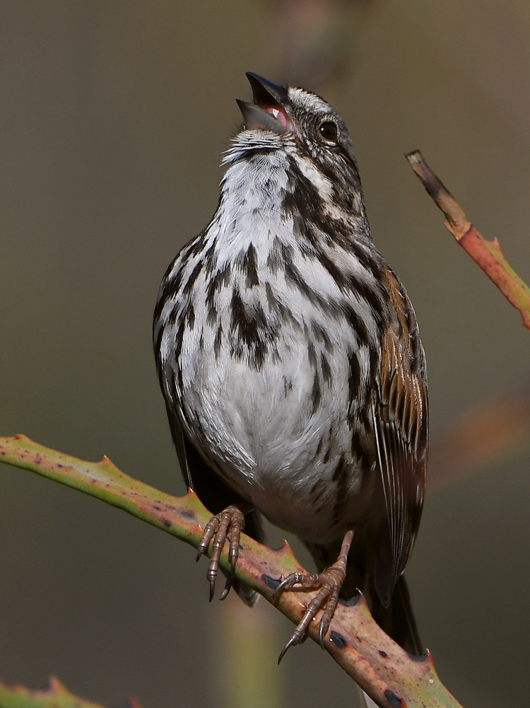 Sparrow2.jpg